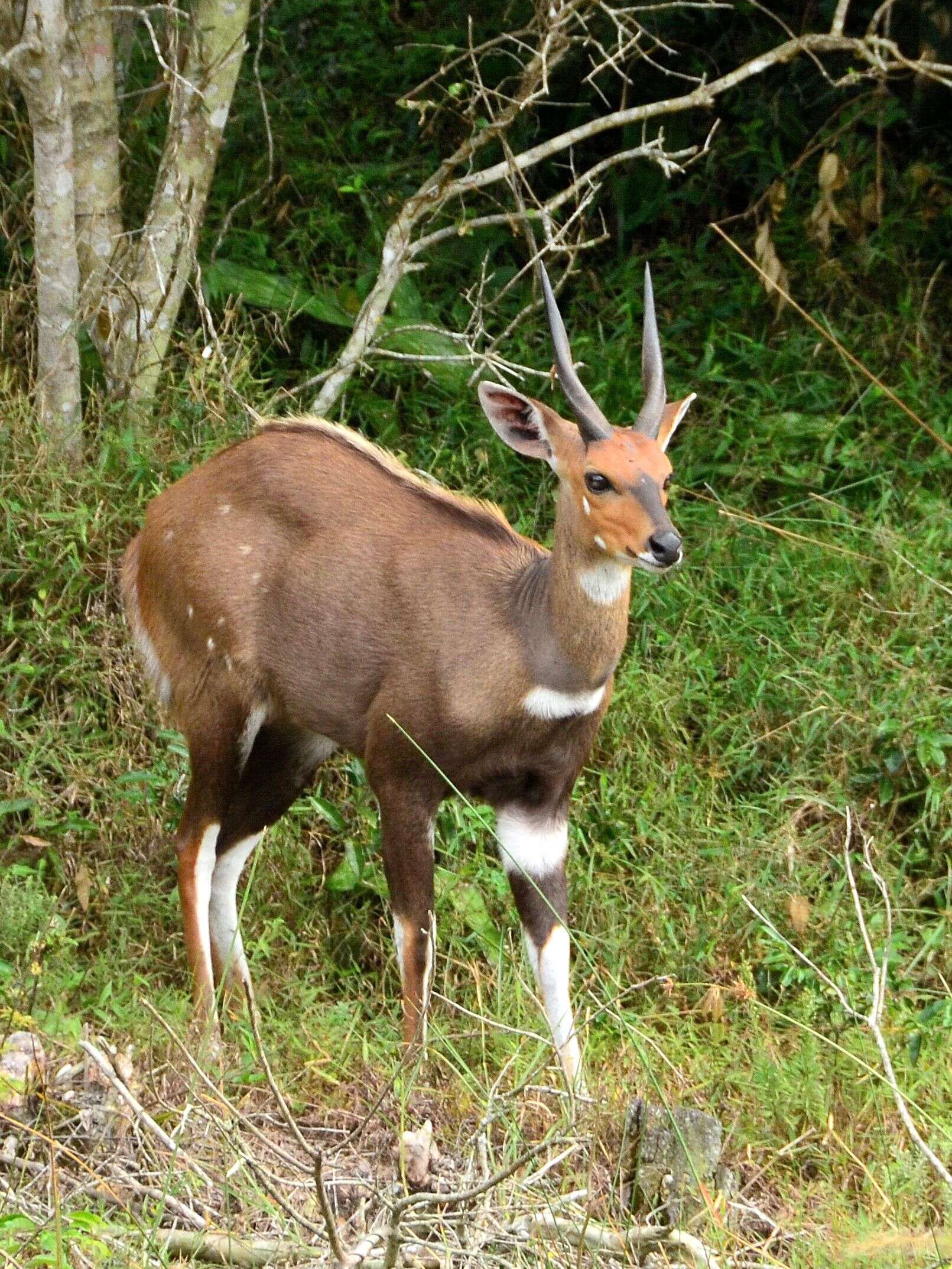 Image of Tragelaphus sylvaticus