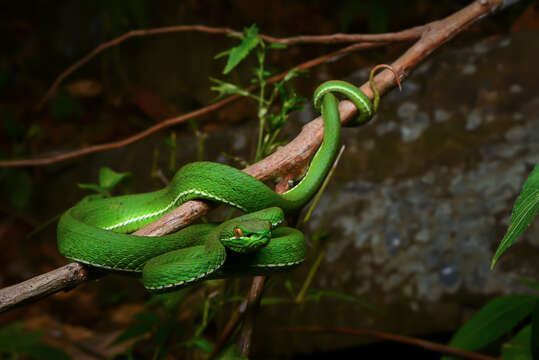 Слика од Trimeresurus albolabris Gray 1842