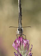 Imagem de Melanargia titea Klug 1832