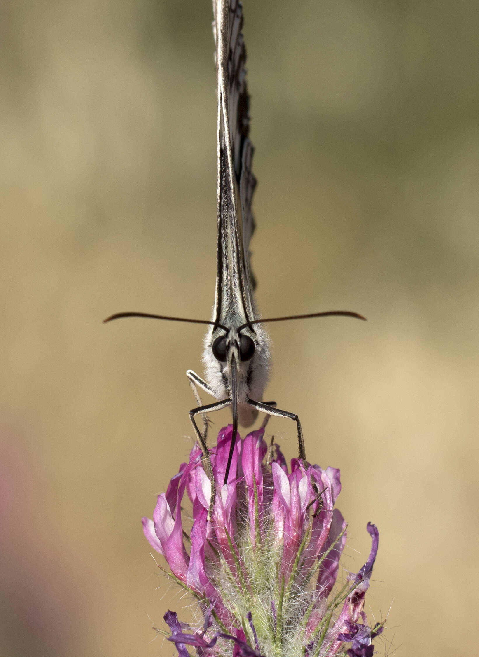 Imagem de Melanargia titea Klug 1832