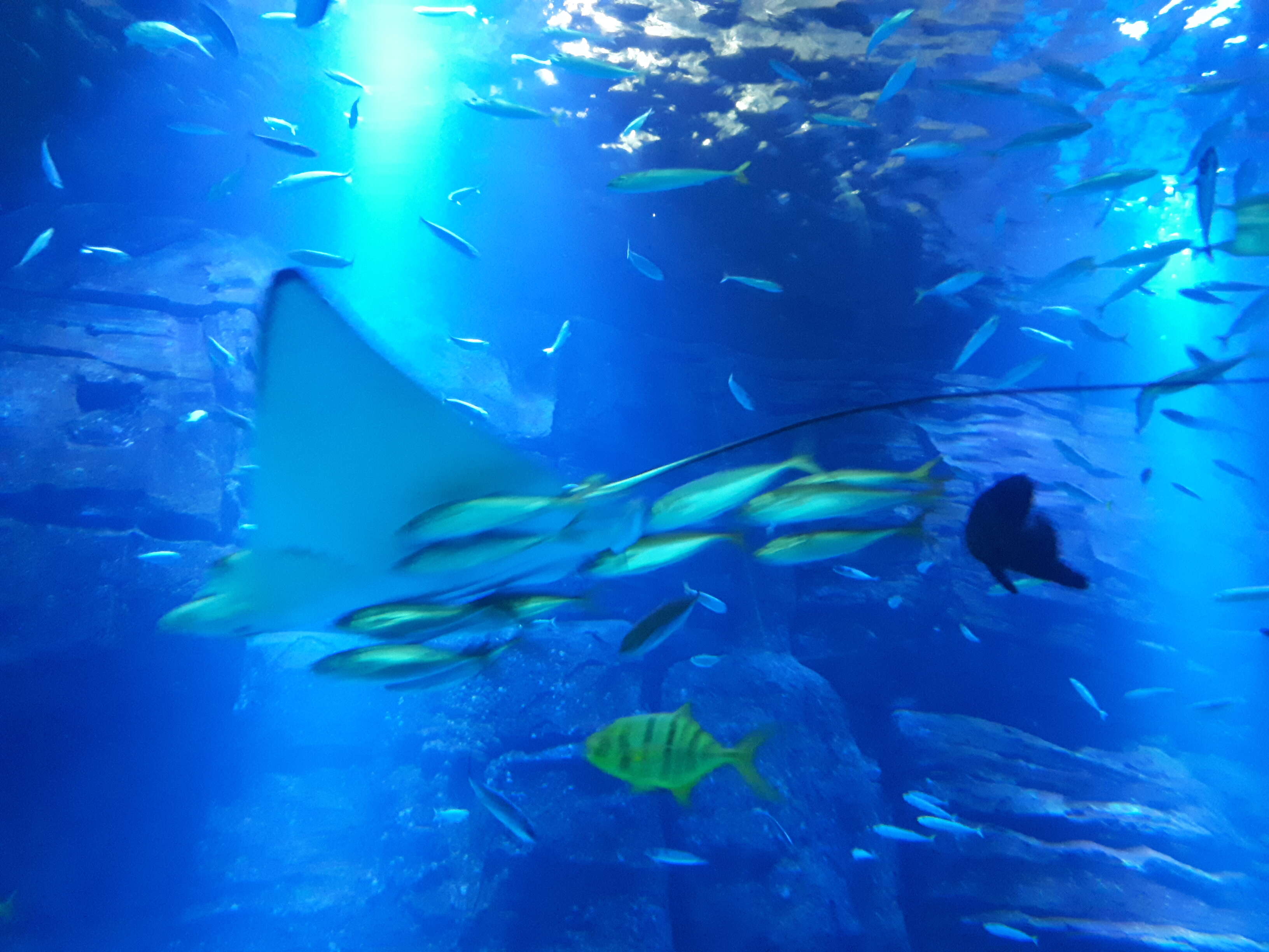 Image of Chevron Manta Ray