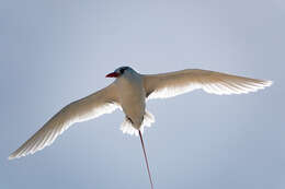 Image of Red-tailed Tropicbird