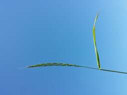 Image of bearded couch-grass