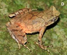 Image of Megophrys lini (Wang & Yang ex Wang, Zhao, Yang, Zhou, Chen & Liu 2014)