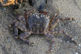 Image of marbled rock crab