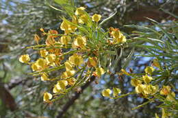 صورة Nuytsia