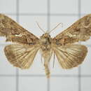 Image of Ctenoplusia adiaphora Dufay 1974