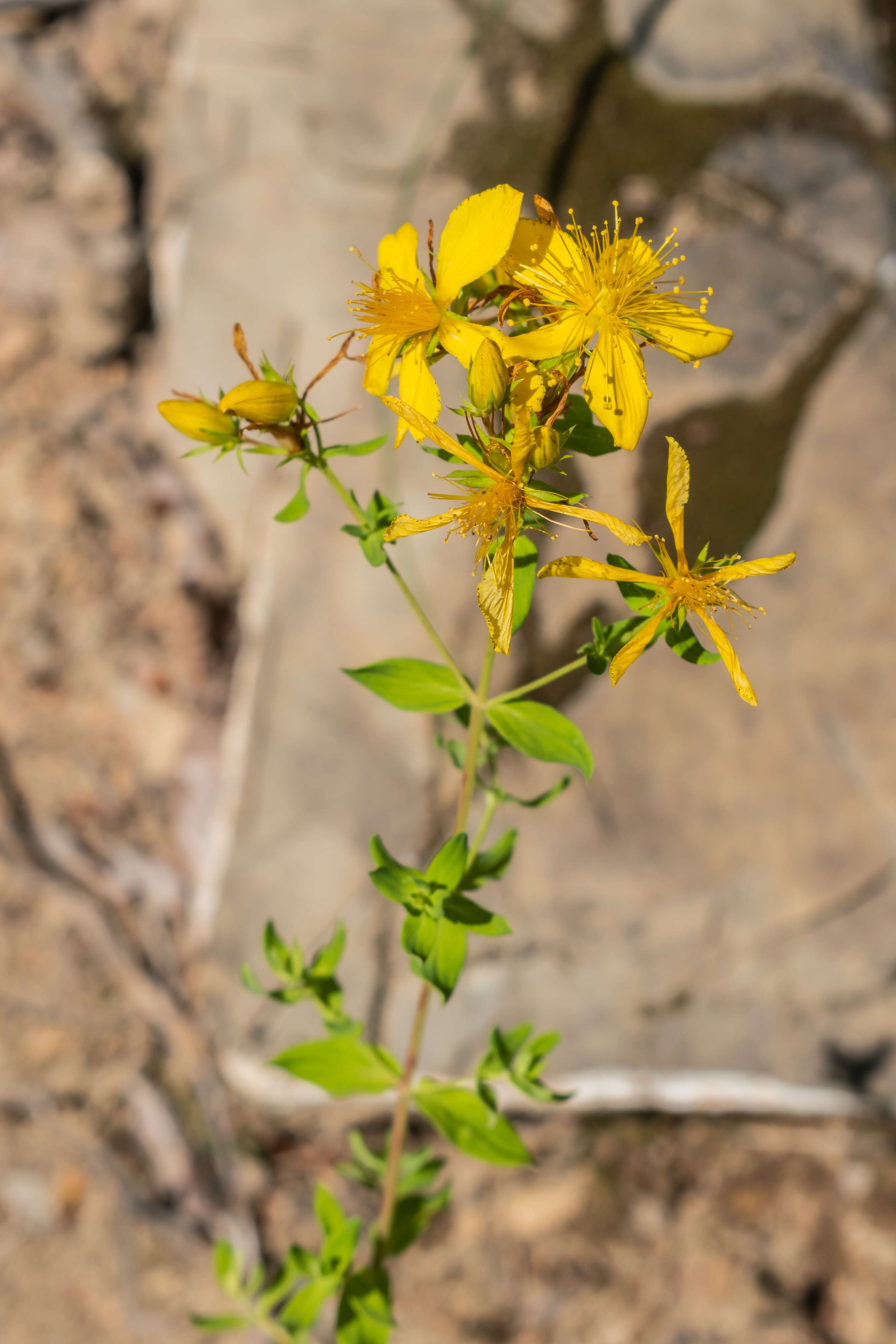 Image of spotted St. Johnswort