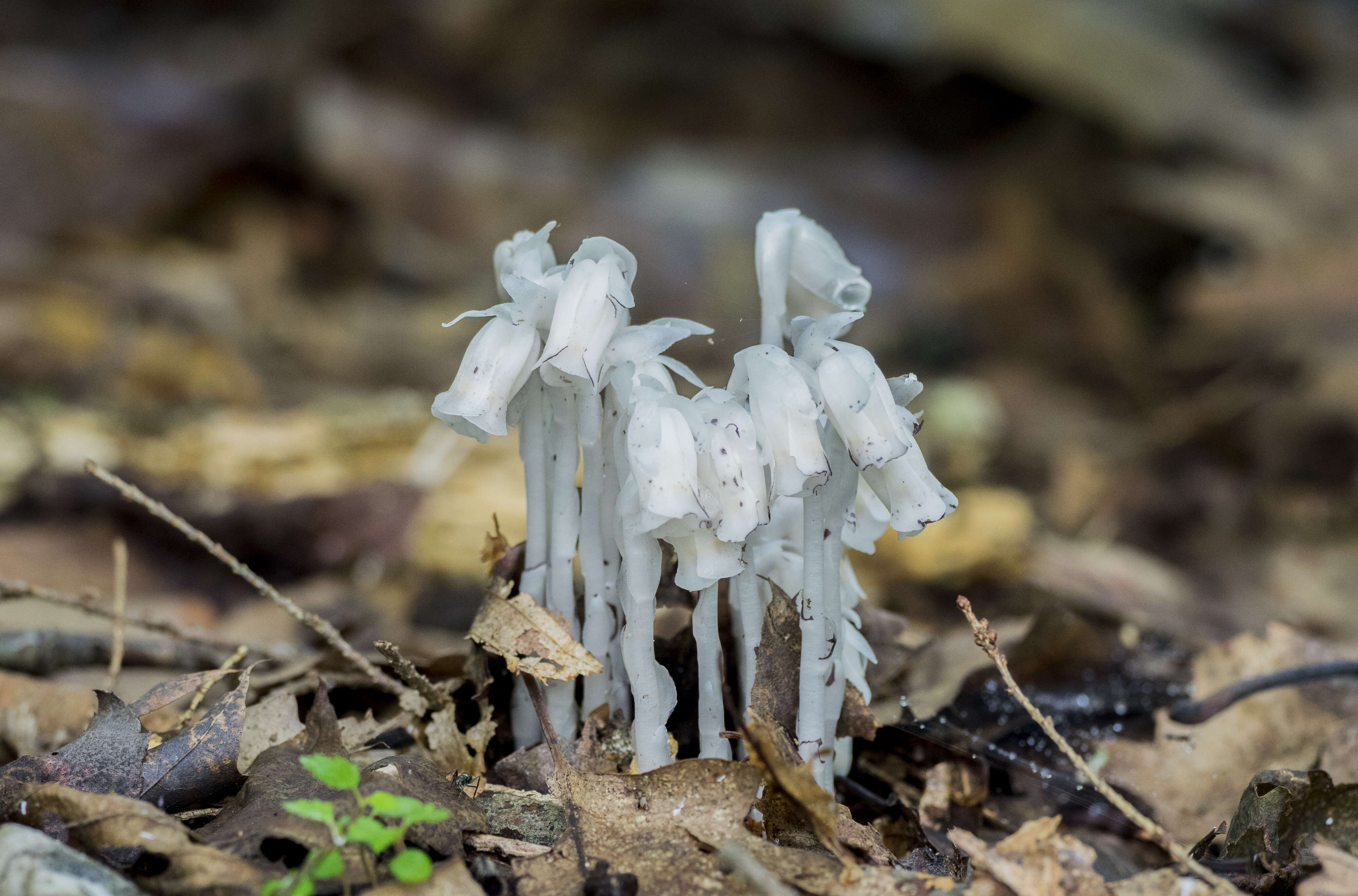 Image of Indian Pipe