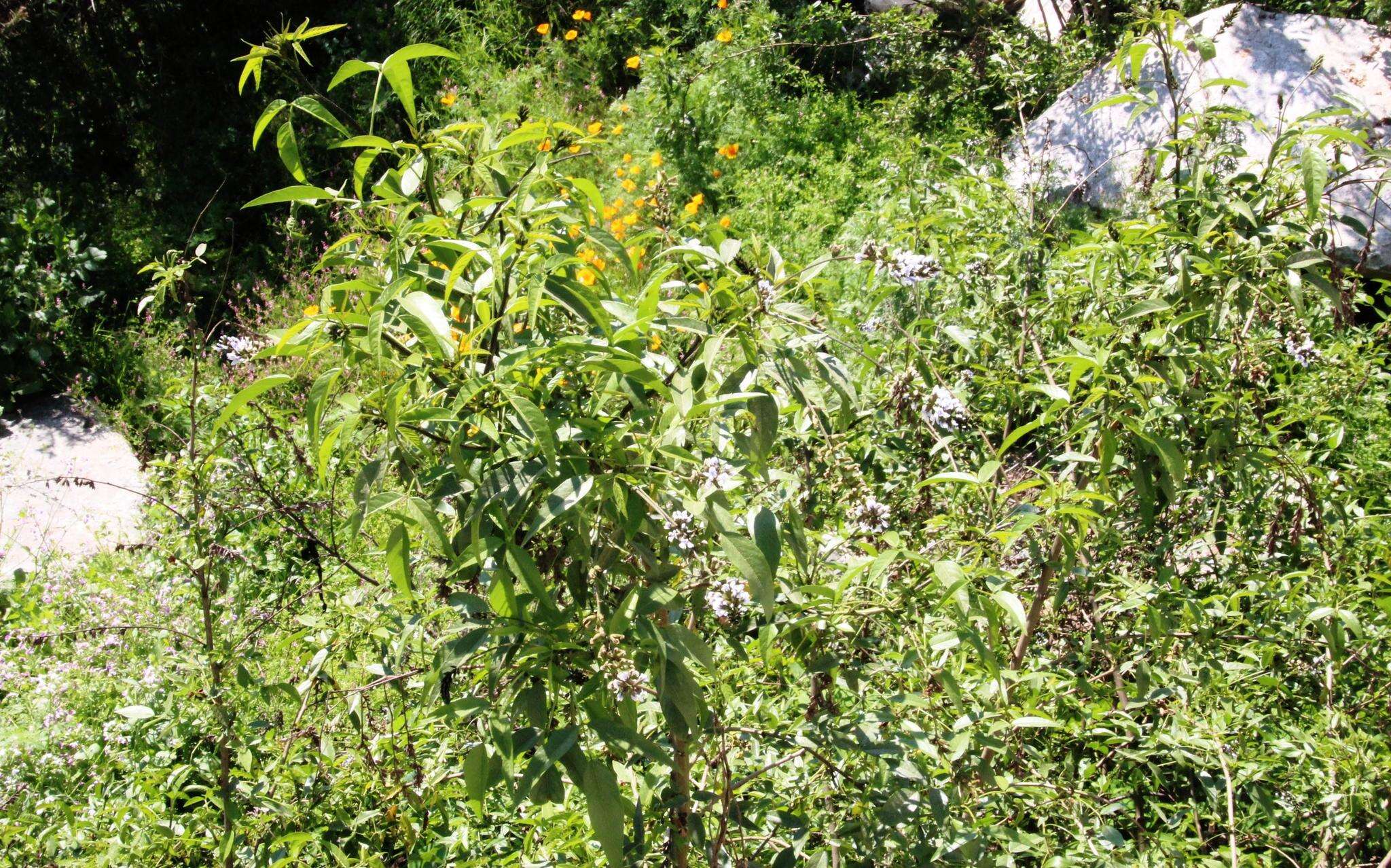 Image of Psoralea glandulosa L.