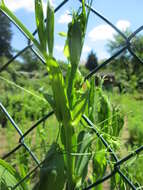 Lathyrus latifolius L. resmi