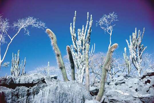 Cereus pierre-braunianus Esteves resmi