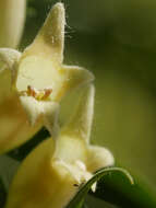 Imagem de Digitalis lutea L.