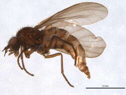 Image of Bolbomyiidae