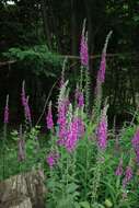 Imagem de Digitalis purpurea L.