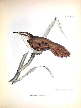 Image of Limnornis Gould 1839