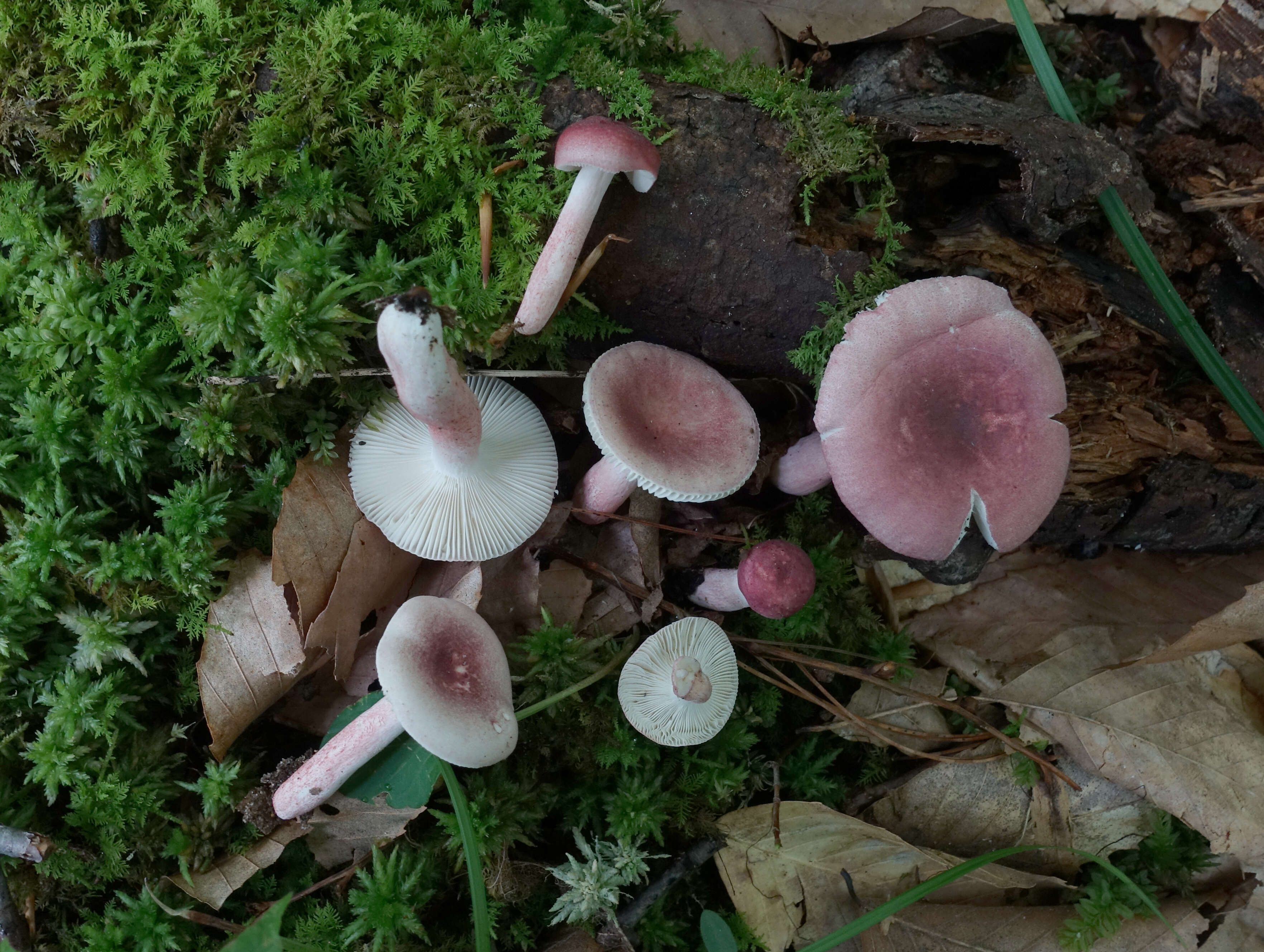 Image of Russula subtilis Burl. 1924