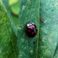 Image of Harmonia axyridis (Pallas 1773)