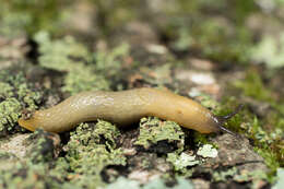 Image of hedgehog slug