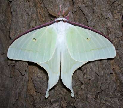 Image of Actias artemis (Bremer & Grey 1853)