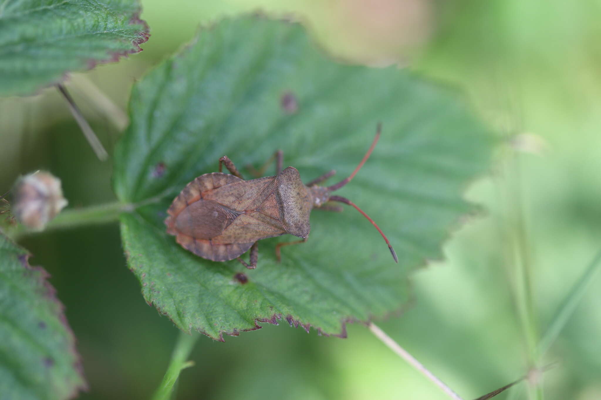 Image of Coreus