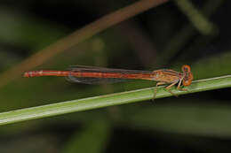 Image of Desert Firetail