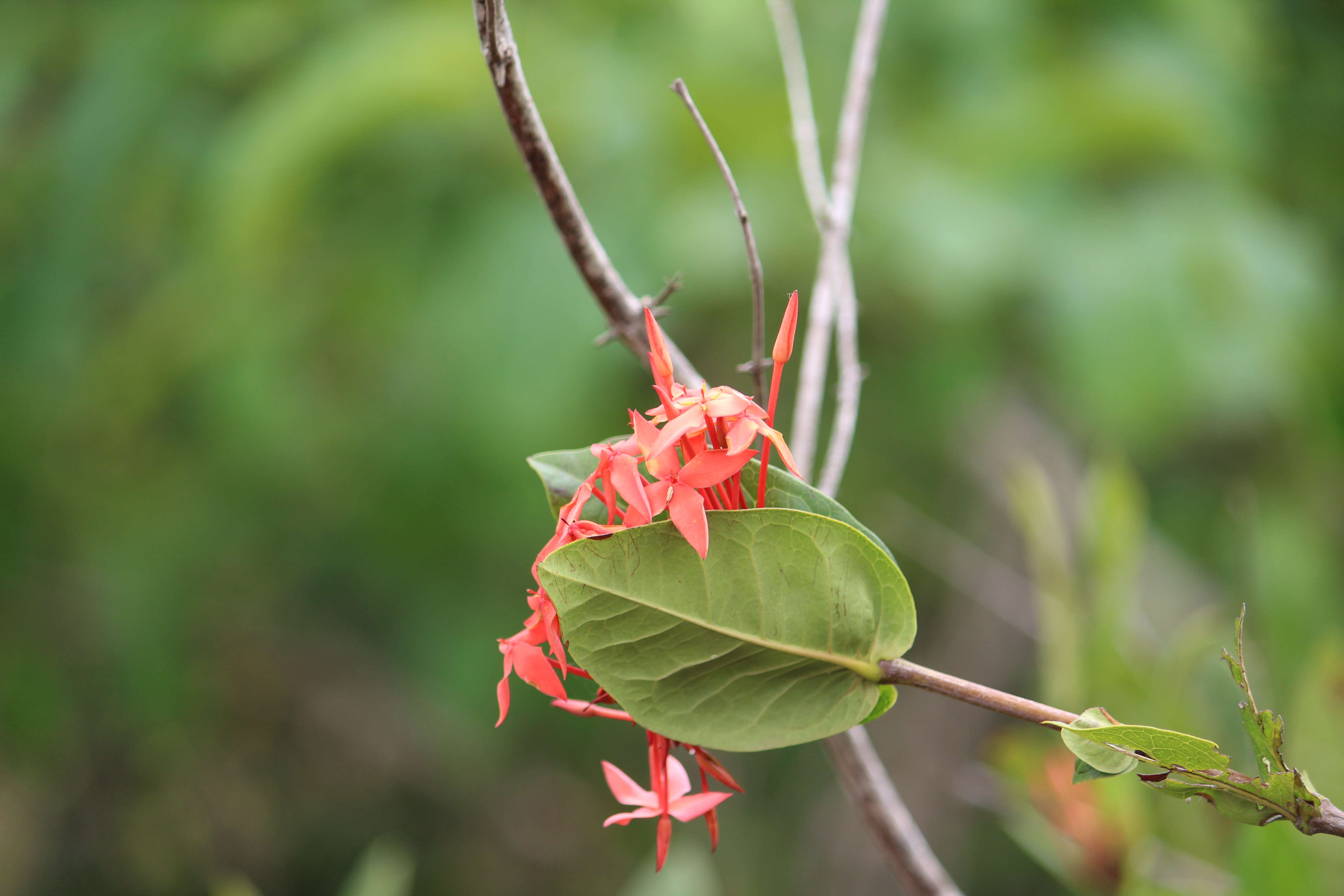 Image of ixora