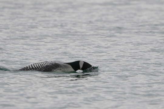 Image of loons