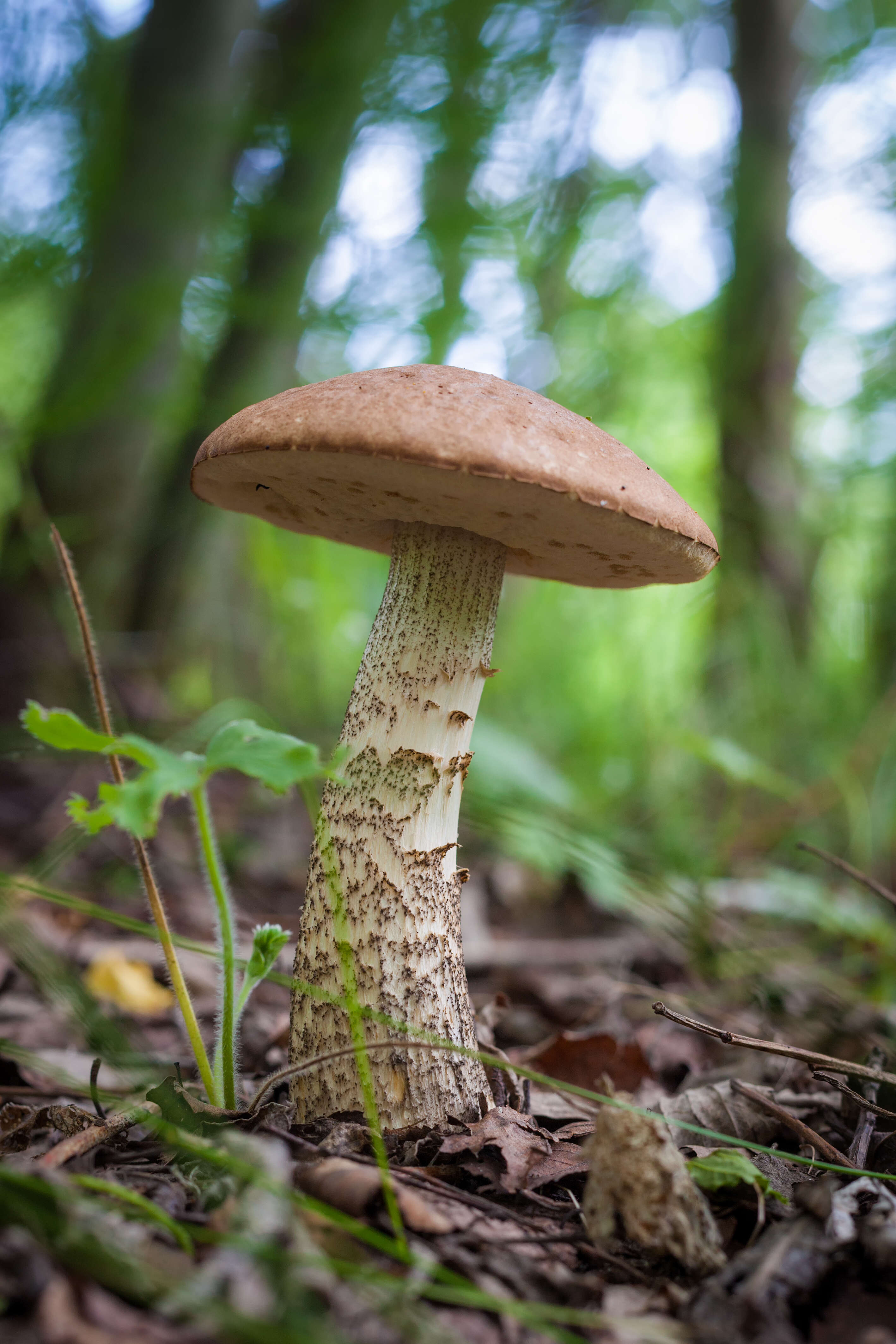 Image of Leccinum scabrum (Bull.) Gray 1821