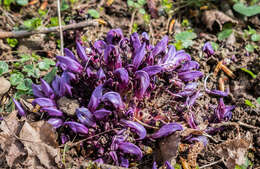 Image of Lathraea clandestina L.