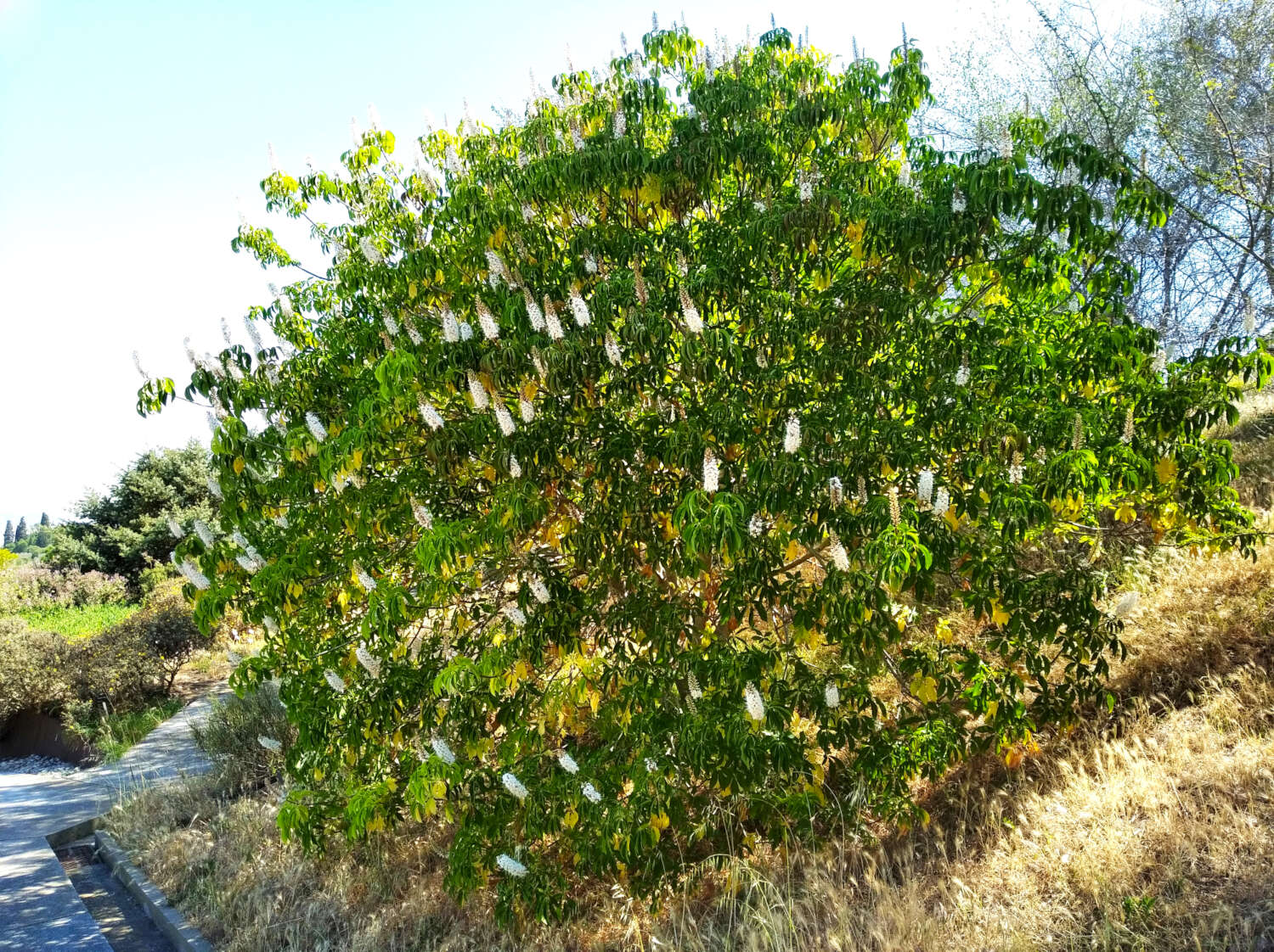 Image of California buckeye