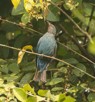 Image of Fairy-bluebird