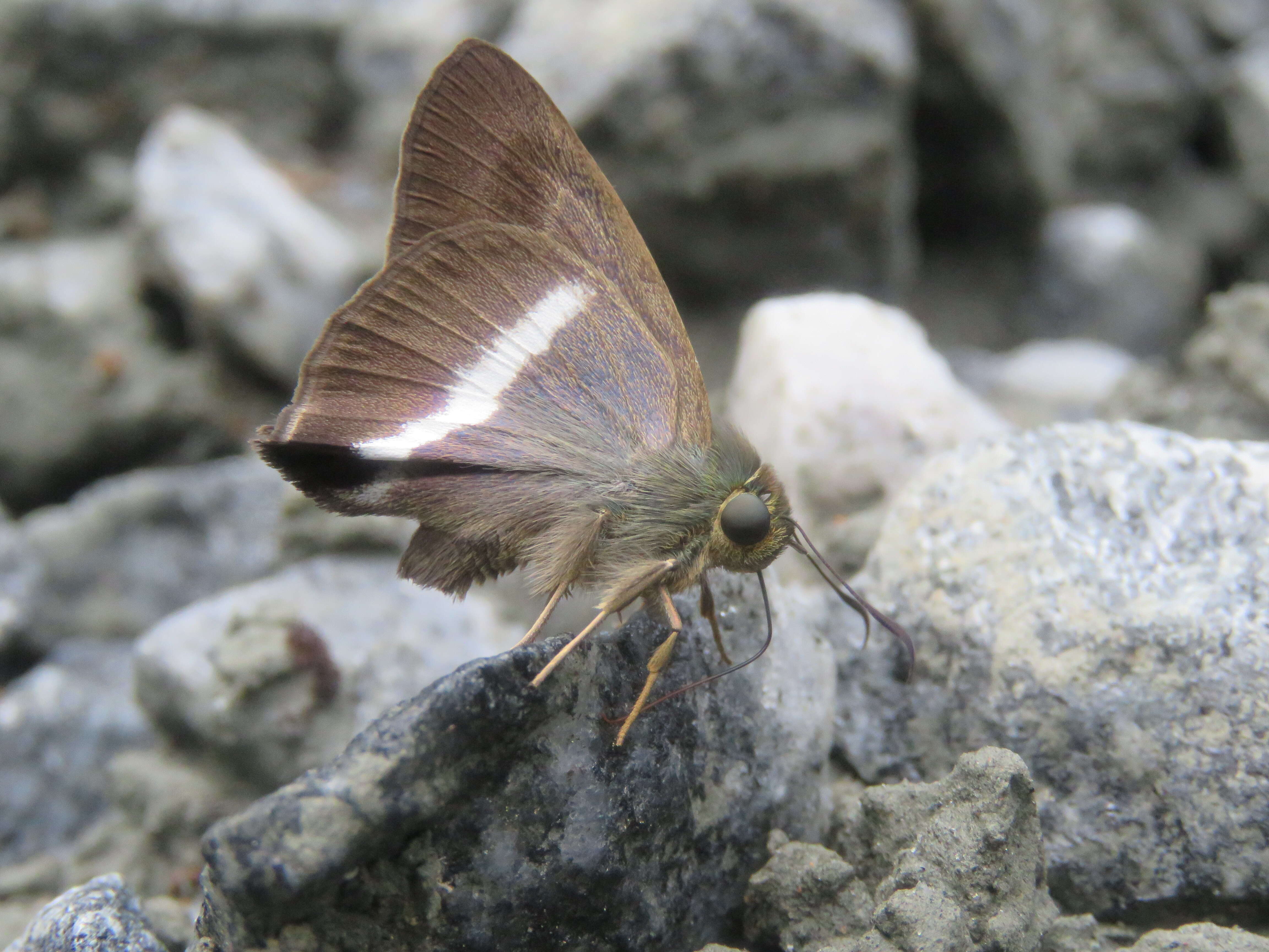 Image of Hasora taminatus Hübner 1818