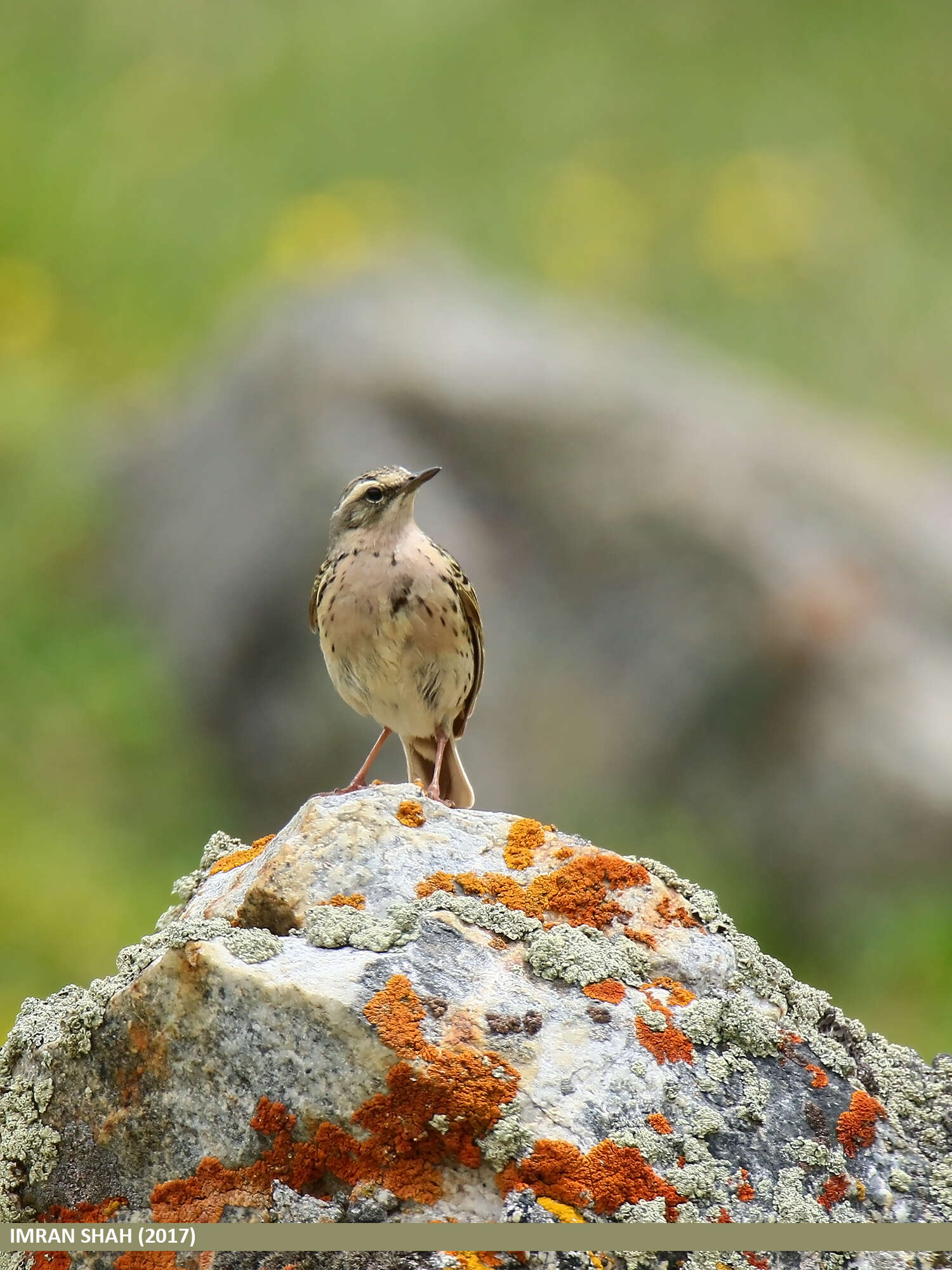 Image of Rosy Pipit