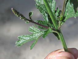 Image of herb of the cross