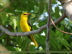 Image of Indian Golden Oriole