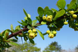 Image of Japanese barberry