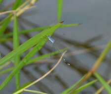 Image de Lestes praemorsus Hagen ex Selys 1862