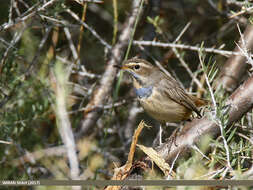 Image of Bluethroat