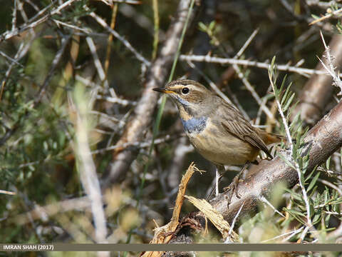 Image of Bluethroat