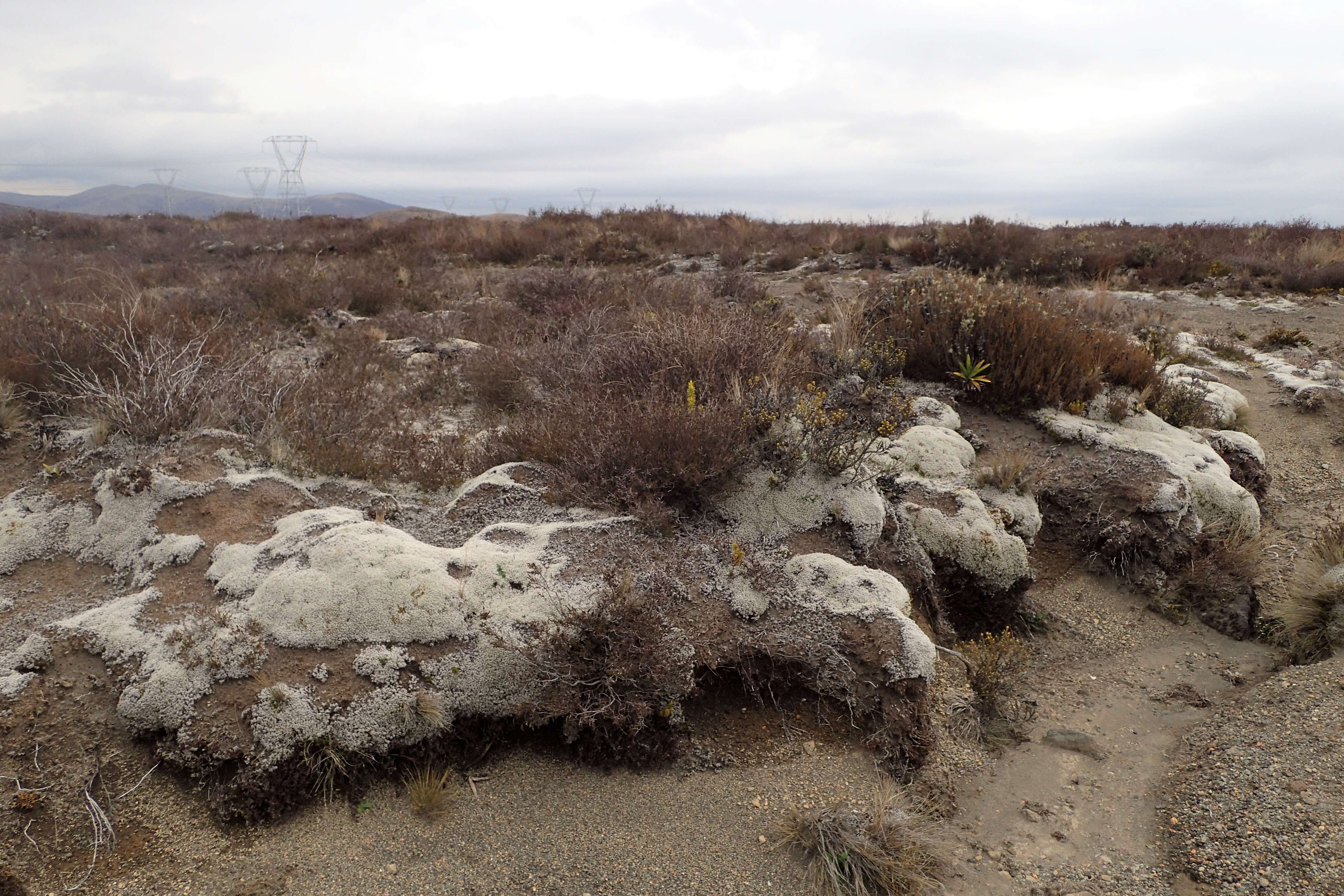 Image of racomitrium moss