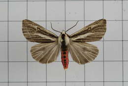 Image of Eospilarctia formosana (Rothschild 1933)