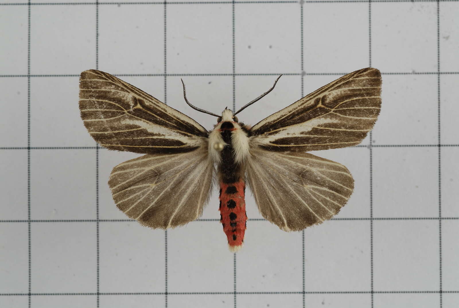 Image of Eospilarctia formosana (Rothschild 1933)