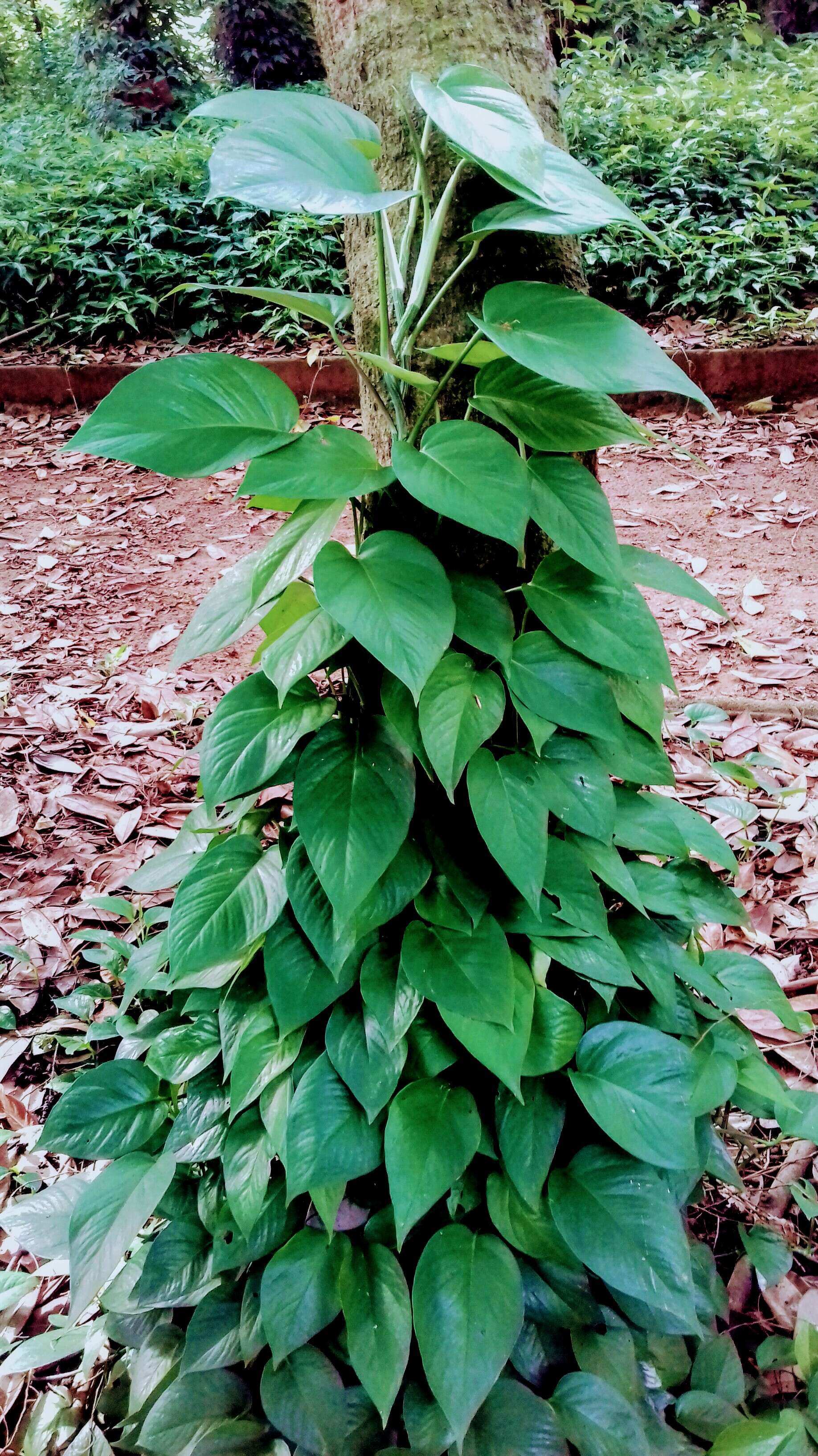 Image of Ethiopian pepper