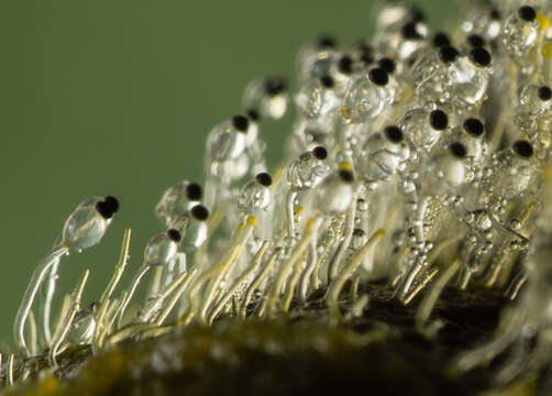 Image of Hat-thrower fungus