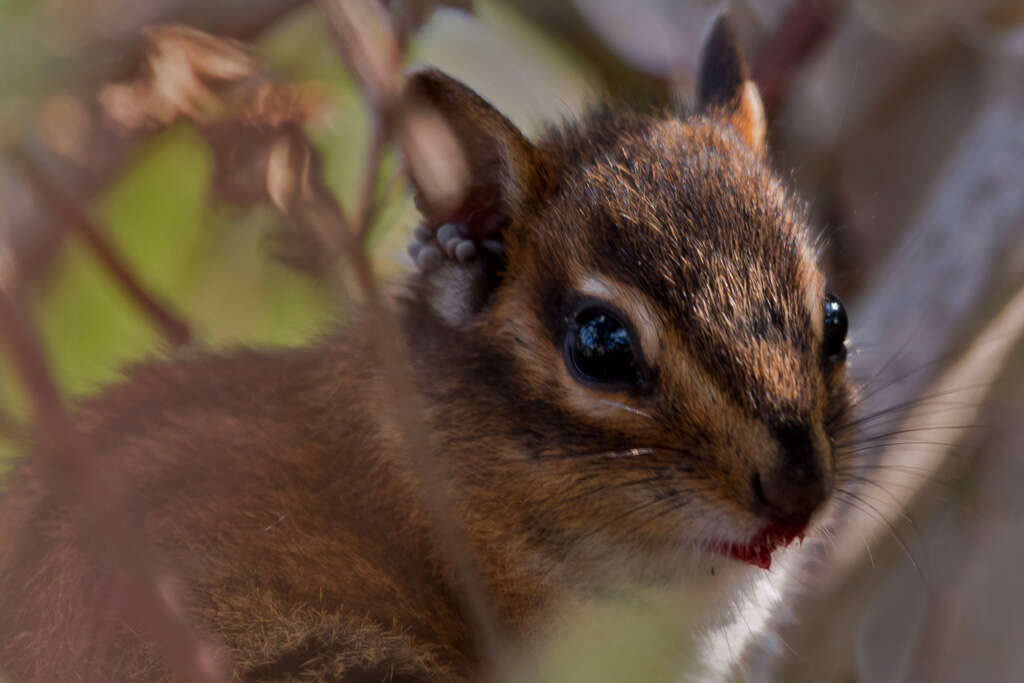 Image of Townsend’s Chipmunk