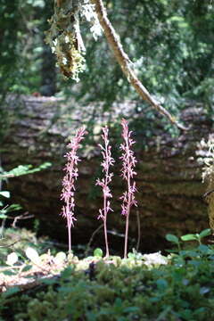 Image of Pacific coralroot