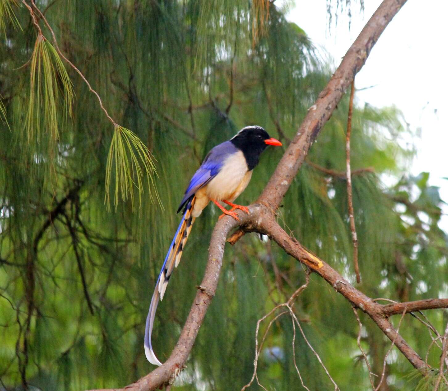 Image of Blue Magpie