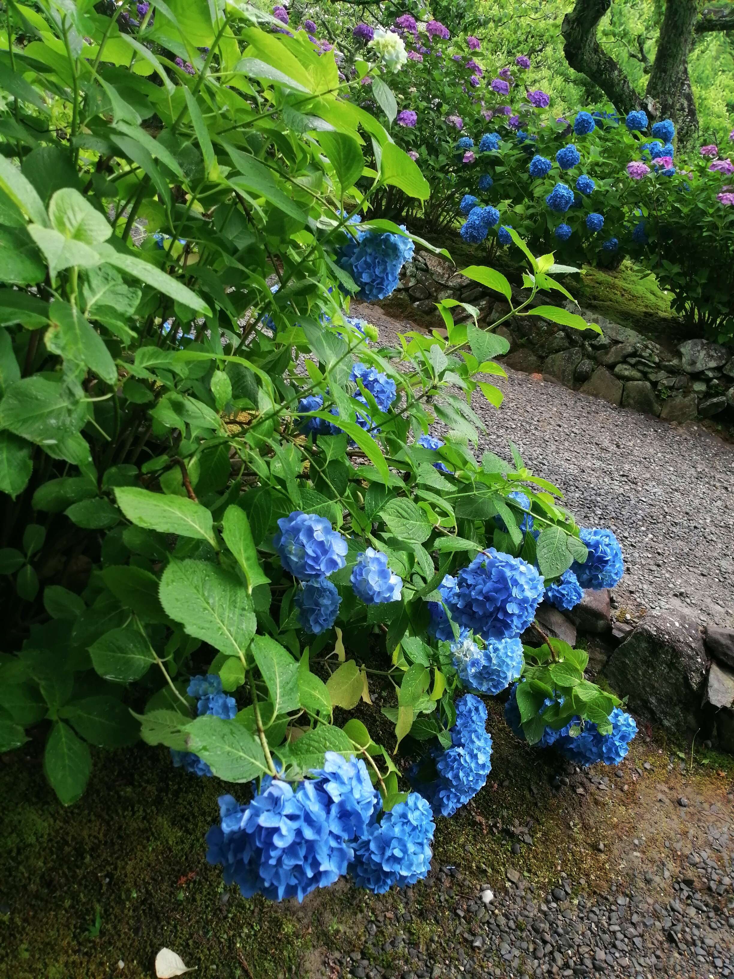 繡球花的圖片