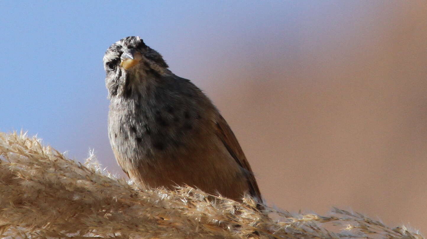 Image of House Bunting